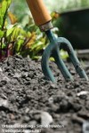 ID-1005688 -freedigitalphotos net - Urban Gardening by Simon Howden