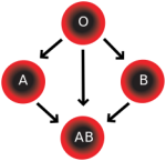 4 Blood Types Graphic